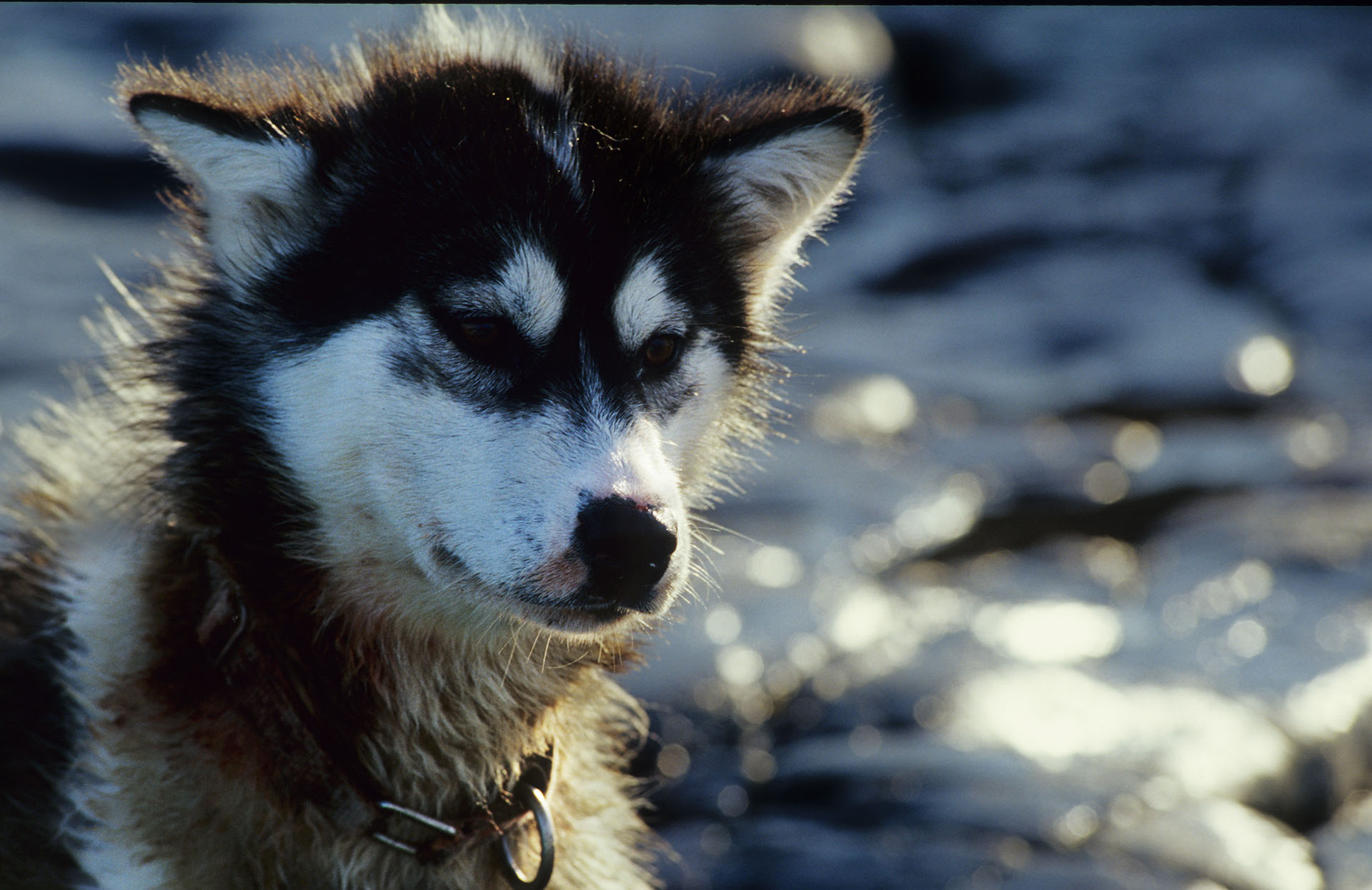 Husky-Gesicht - Foto: Ansgar Walk