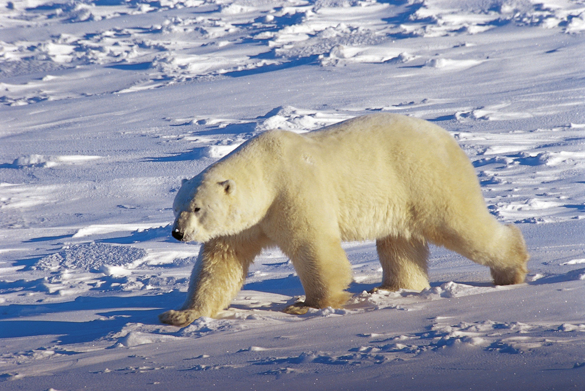 Eisbär im Wapisk Nationalpark - Foto: Ansgar Walk