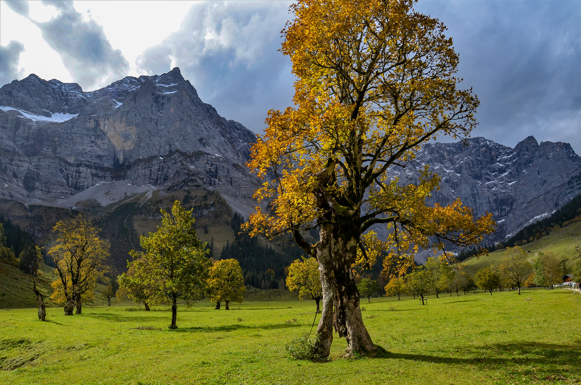 Ein Spaziergang zwischen golden gefärbten Bergahorn-Bäumen beeindruckte insbesondere durch ausgesprochen stattliche Exemplare - teils bis zu 600 Jahre alt.